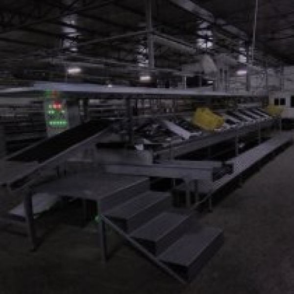 Tomato Packaging Line